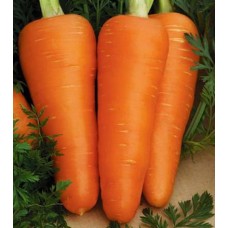Морковь Шантанэ Роял 1500шт б/п (уд)